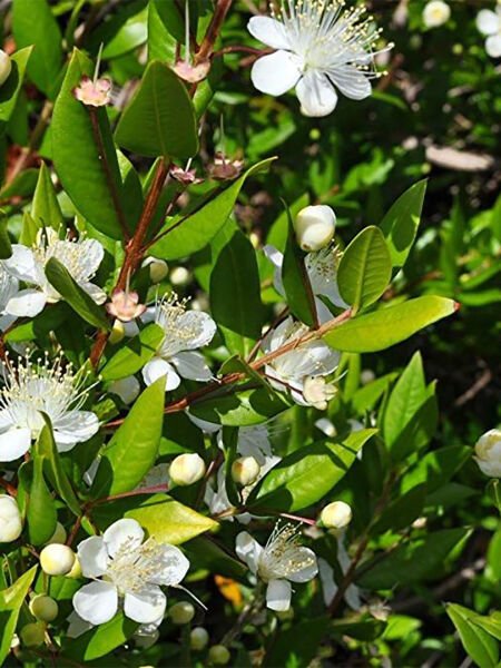 Mersin Yaprağı Hidrosolü / Myrtle Leaf Hydrosol  (500ml. Cam Şişe)