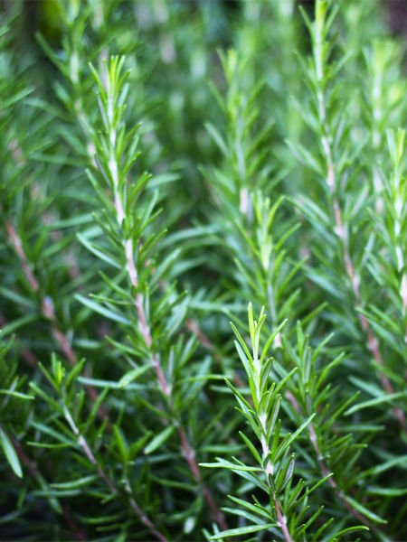 Biberiye Hidrosolü / Rosemary Hydrosol  (500ml. Cam Şişe)