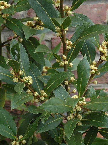 Defne Hidrosolü / Laurel Hydrosol  (500ml. Cam Şişe)