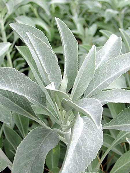 Adaçayı Hidrosolü / Sage Hydrosol  (500ml. Cam Şişe)