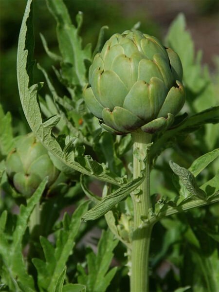 Enginar Hidrosol / Artichoke Hydrosol  (500ml. Cam Şişe)