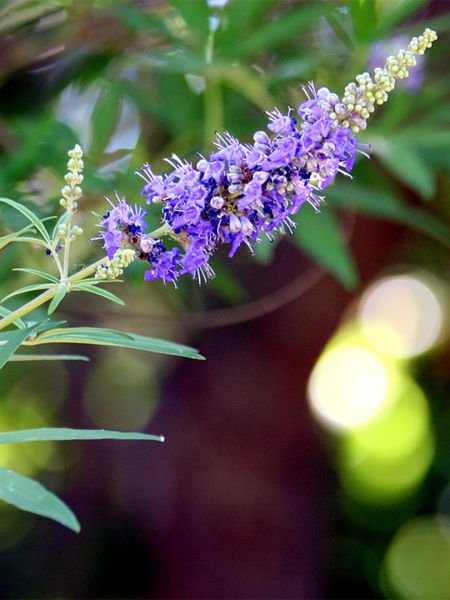 Hayıt Hidrosolü / Chaste Hydrosol  (500ml. Cam Şişe)