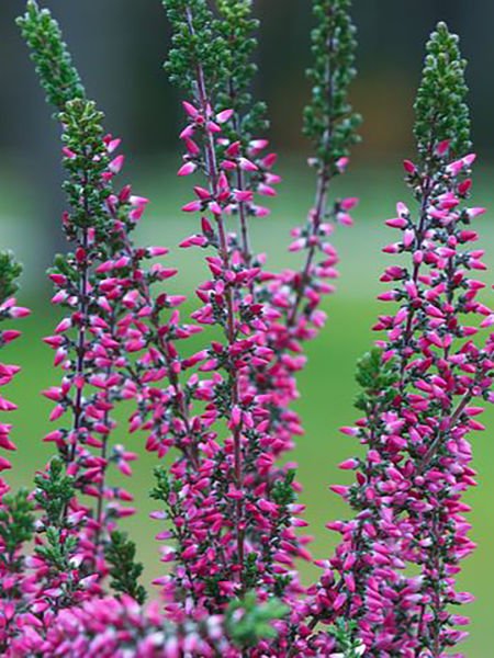 Funda Hidrosolü / Heather Hydrosol  (500ml. Cam Şişe)