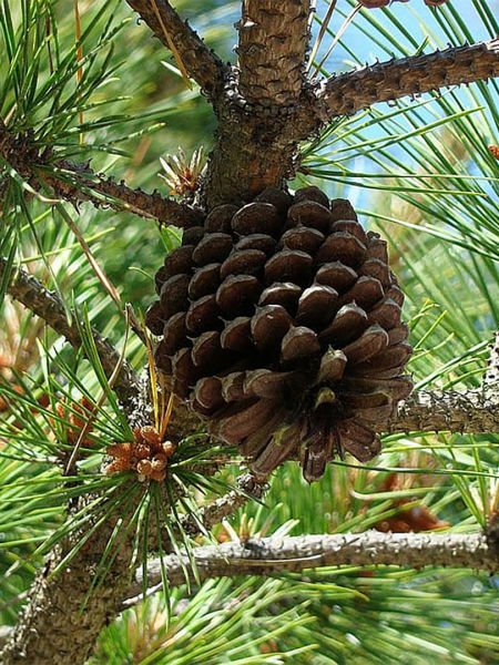 Çam Hidrosolü / Pine Hydrosol (500ml. Cam Şişe)