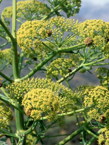 Çakşır Hidrosolü / Giant Fennel Hydrosol (500ml. Cam Şişe)